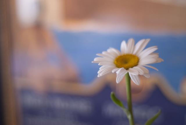 2015 Gala + River to River Festival